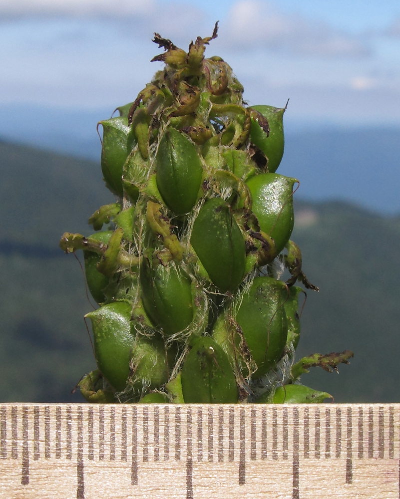 Image of Pedicularis atropurpurea specimen.