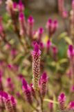 Celosia spicata