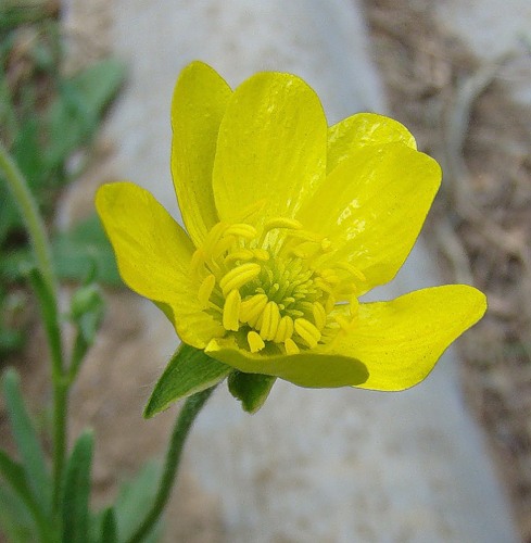 Изображение особи Ranunculus oxyspermus.