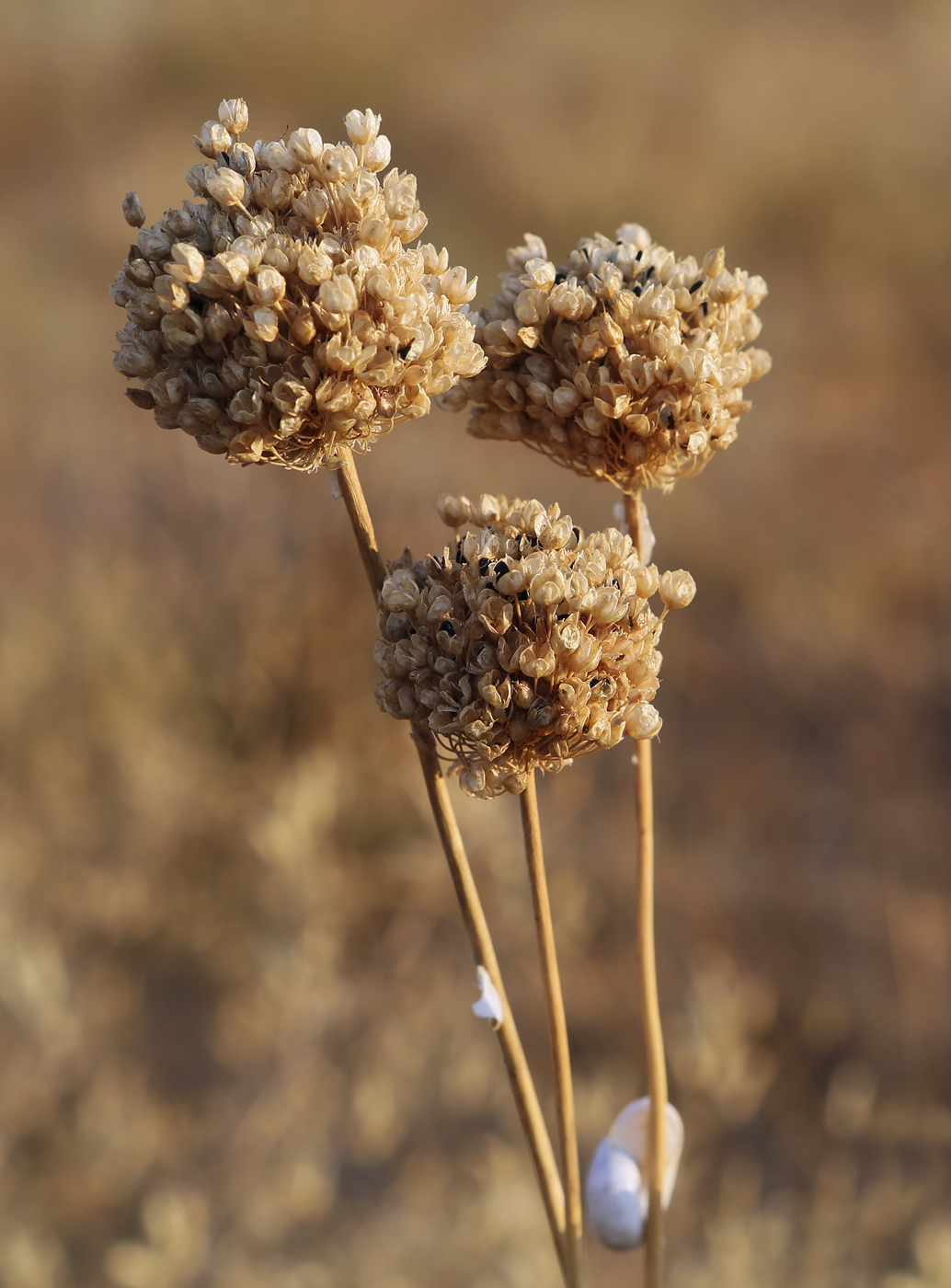 Image of genus Allium specimen.