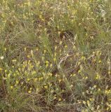 Galatella divaricata