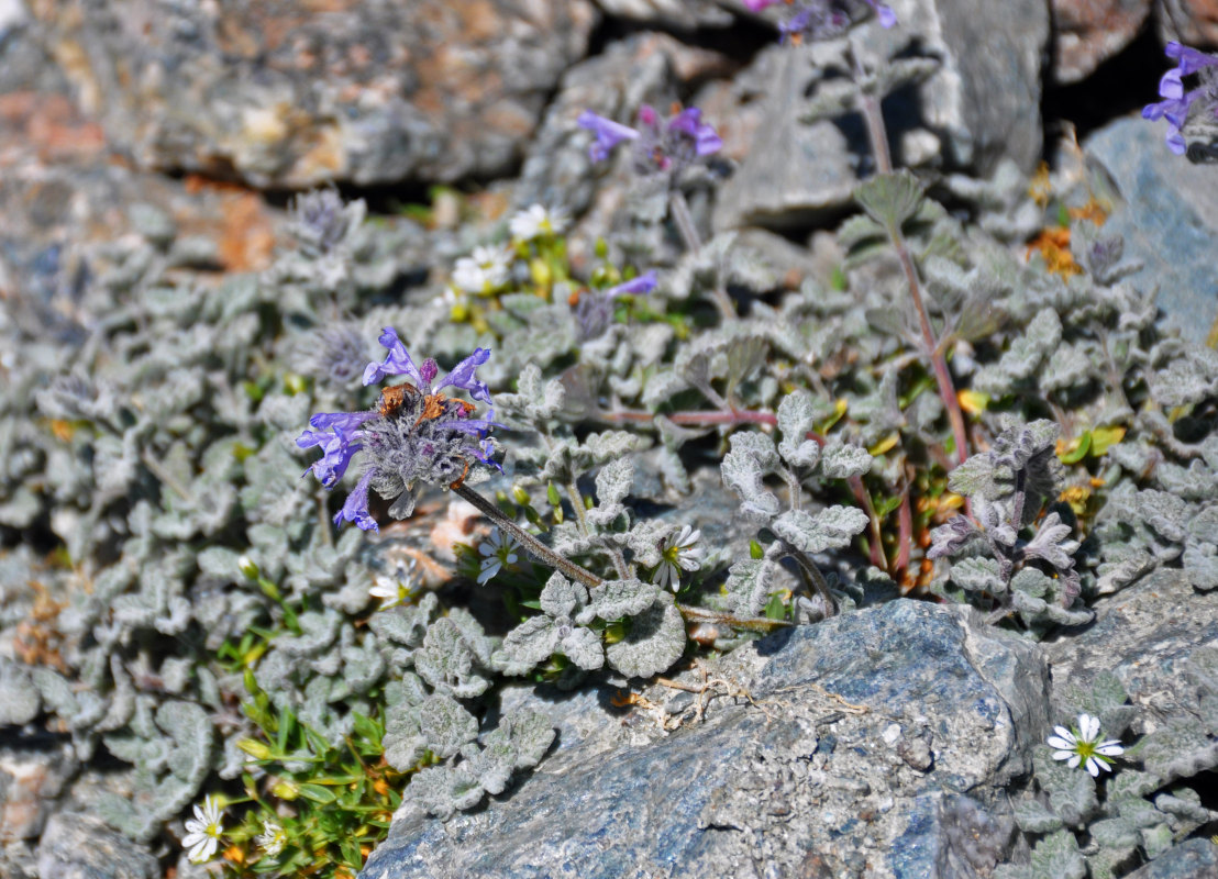 Image of Nepeta kokanica specimen.