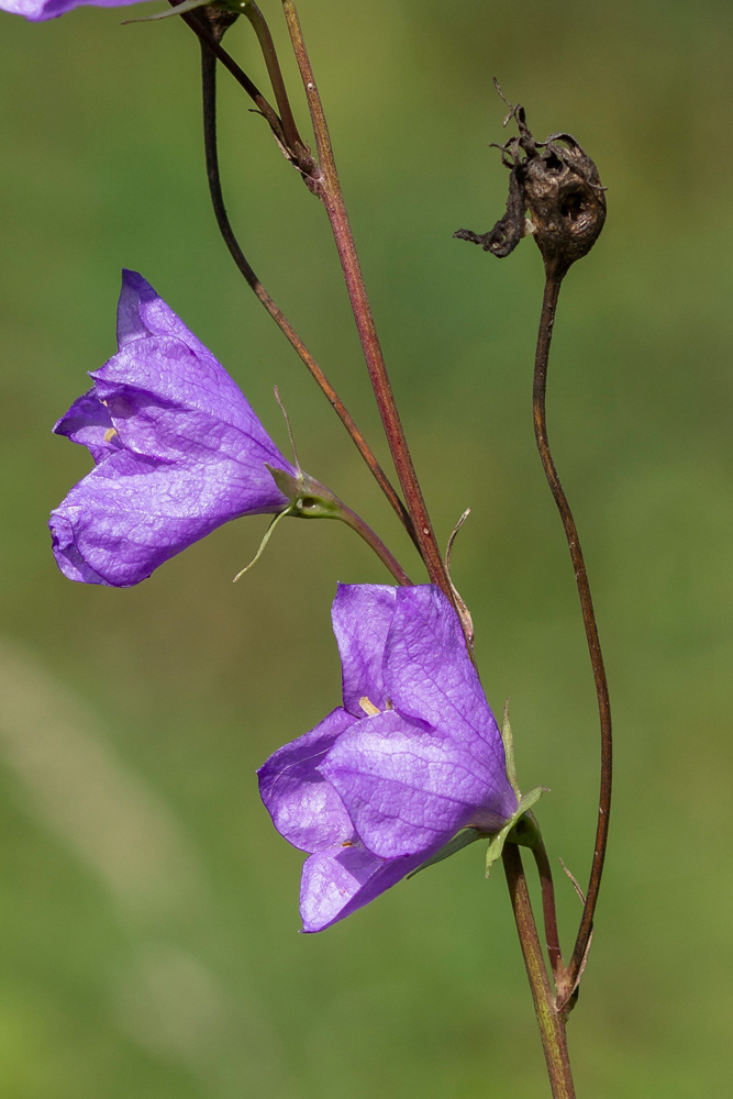 Image of Campanula persicifolia specimen.