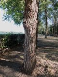 Ulmus pumila. Нижняя часть ствола. Волгоград, Красноармейский р-н, Севастопольская набережная, озеленение. 17.08.2017.