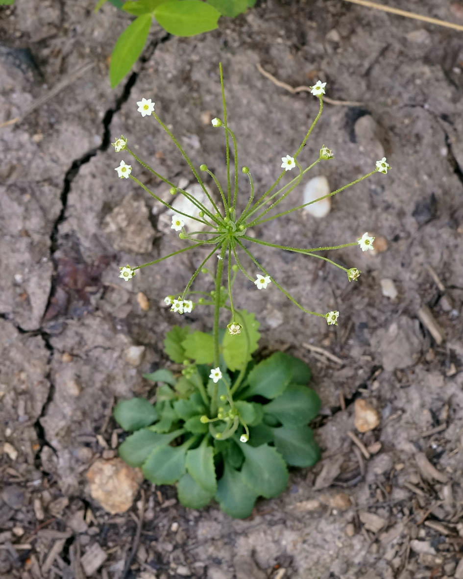 Image of Androsace filiformis specimen.