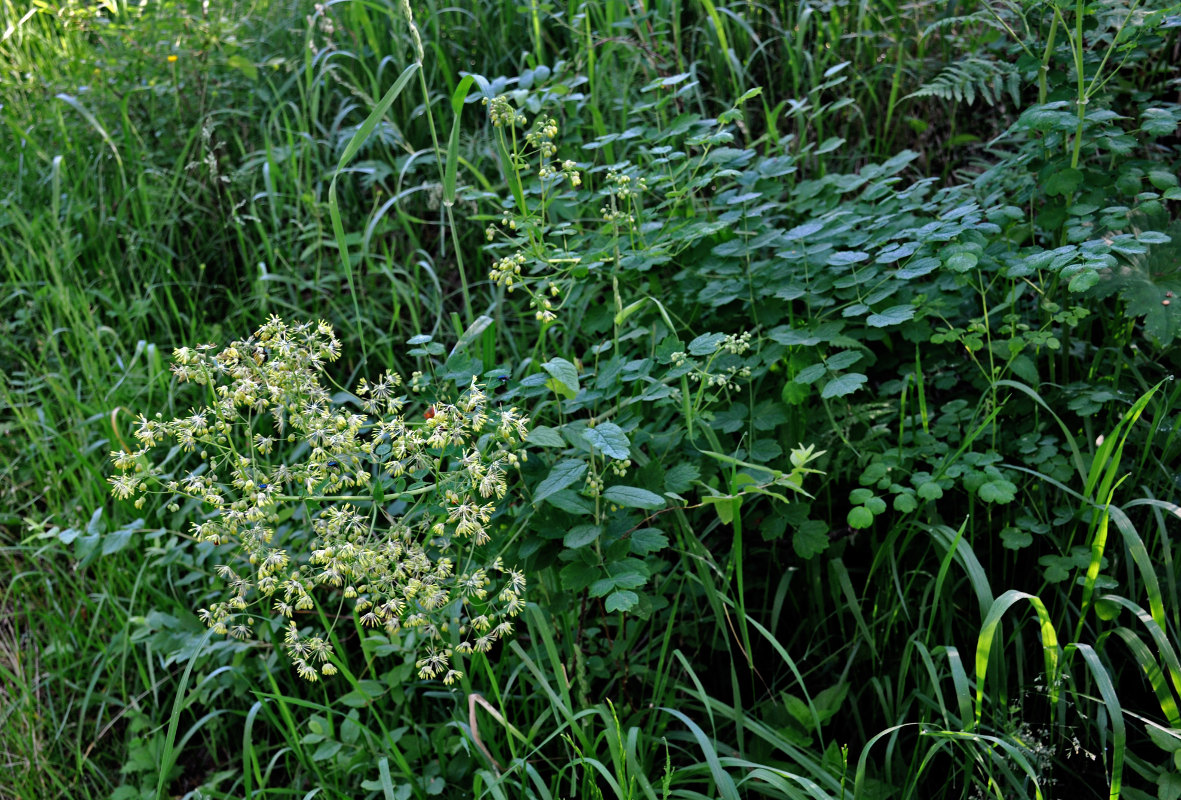 Image of Thalictrum minus specimen.