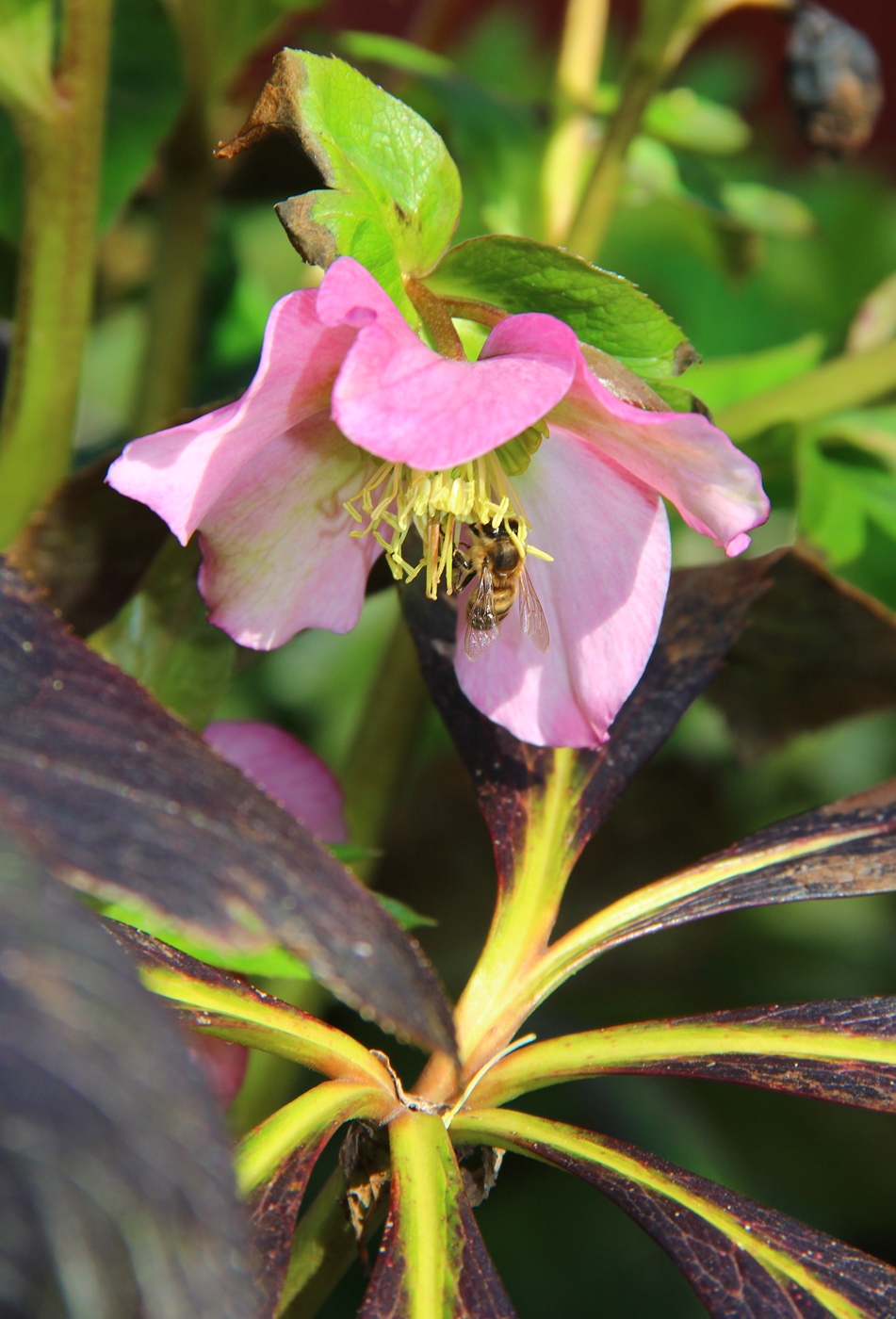 Изображение особи Helleborus abchasicus.