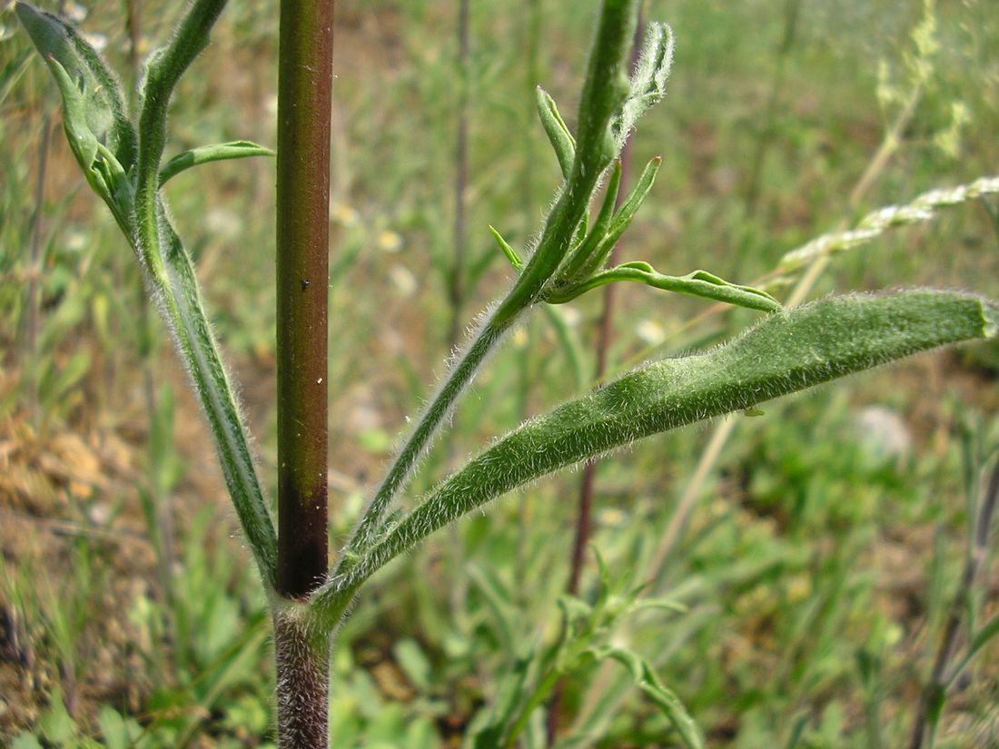 Изображение особи Silene chersonensis.