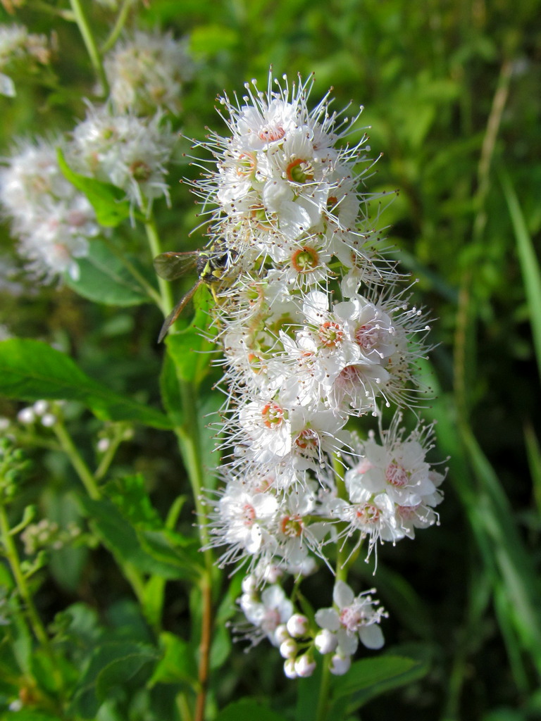 Image of Spiraea alba specimen.