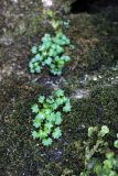 Saxifraga cymbalaria. Вегетирующие растения. Краснодарский край, г. Сочи, окр. мкр-на Хоста, тисо-самшитовая роща. 13.04.2013.