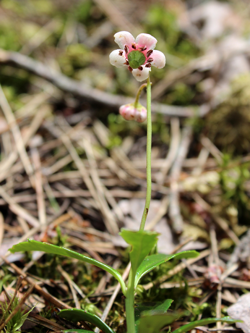 Image of Chimaphila umbellata specimen.