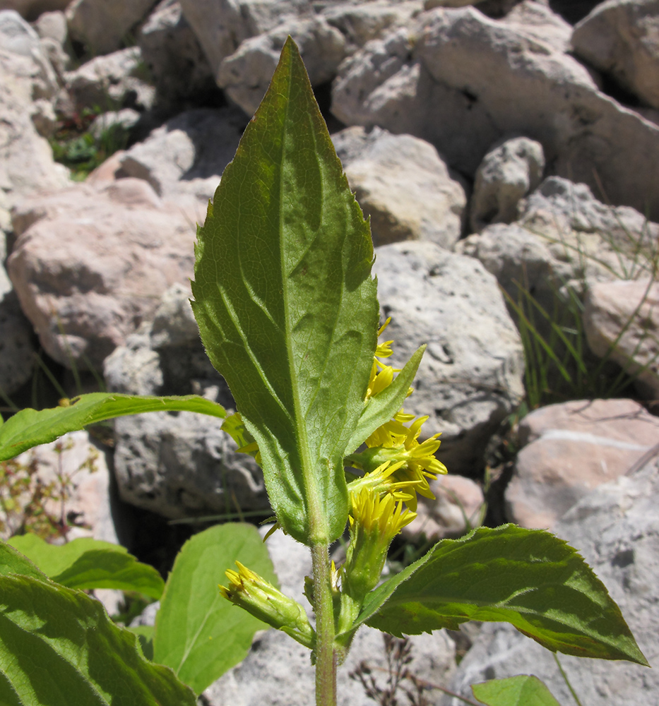 Изображение особи Solidago virgaurea ssp. caucasica.