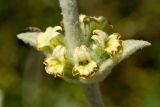 Sideritis syriaca