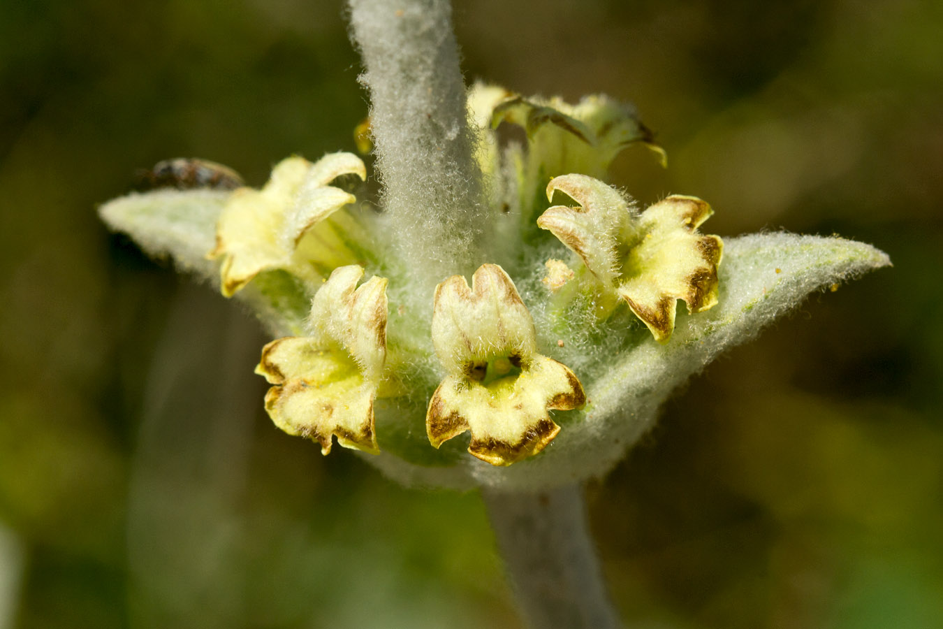 Image of Sideritis syriaca specimen.