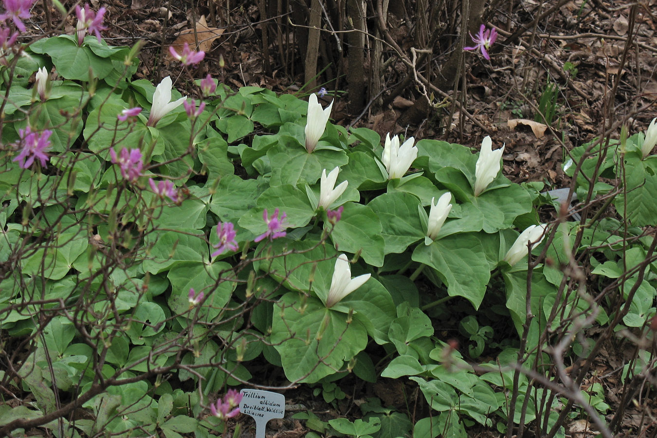 Изображение особи Trillium albidum.