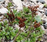 Sedum spurium. Высохшие соплодия и вегетативные побеги. Северная Осетия, Куртатинское ущелье. 06.05.2010.