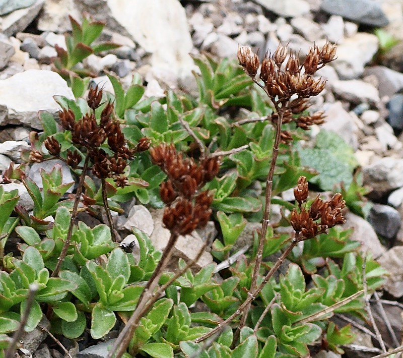 Image of Sedum spurium specimen.