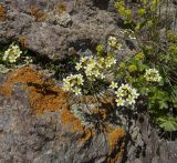 Saxifraga cartilaginea. Цветущие растения. Кабардино-Балкария, южный склон Эльбруса, путь к Терскольской обсерватории. 10.07.2008.