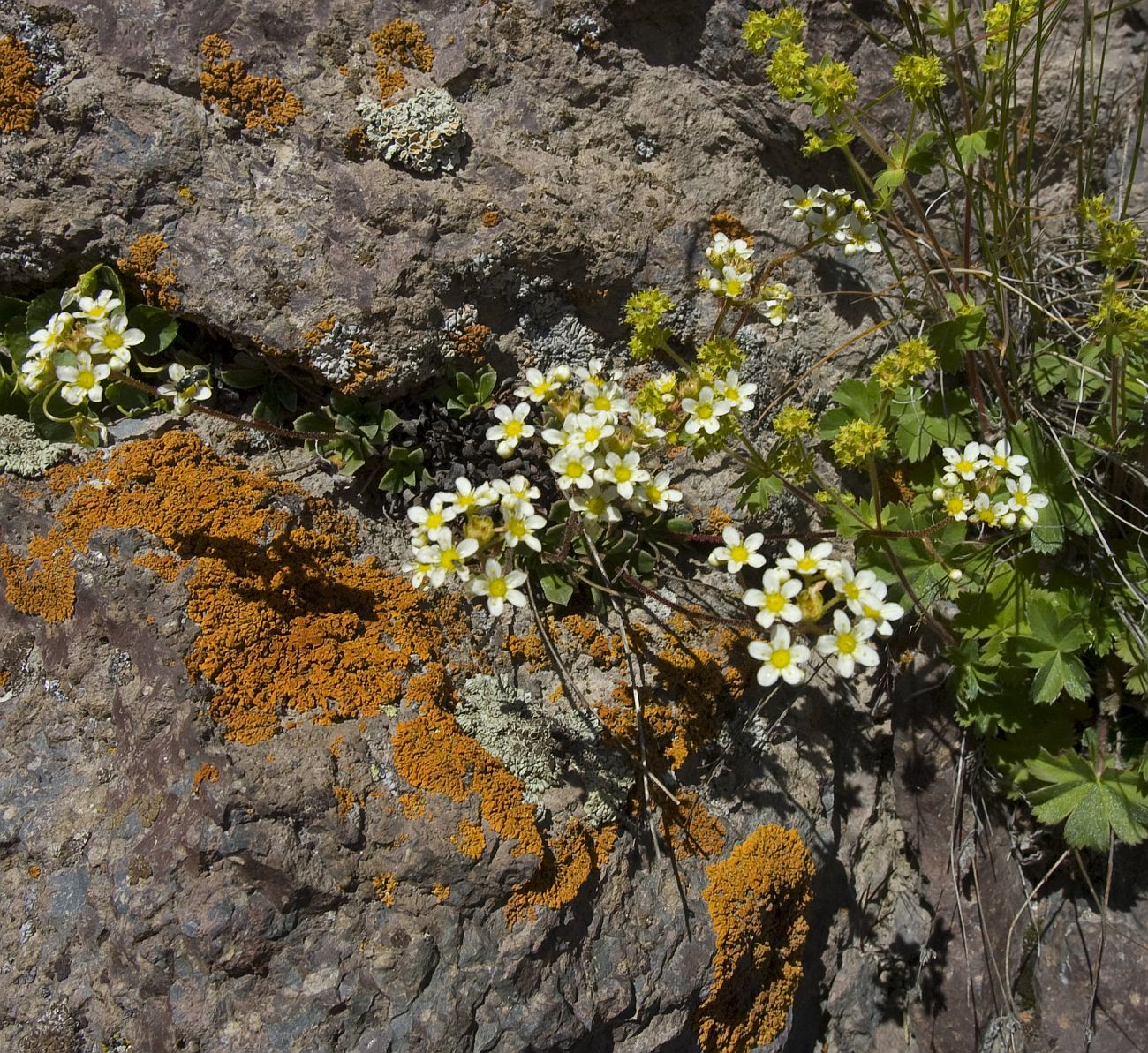 Изображение особи Saxifraga cartilaginea.