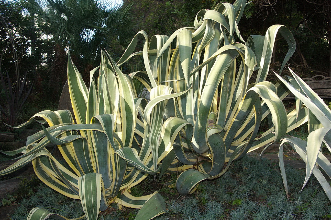 Изображение особи Agave americana var. marginata.