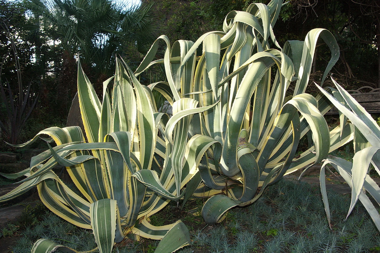 Image of Agave americana var. marginata specimen.