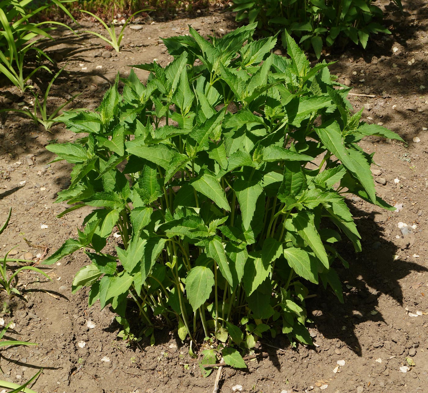 Изображение особи Heliopsis helianthoides ssp. scabra.