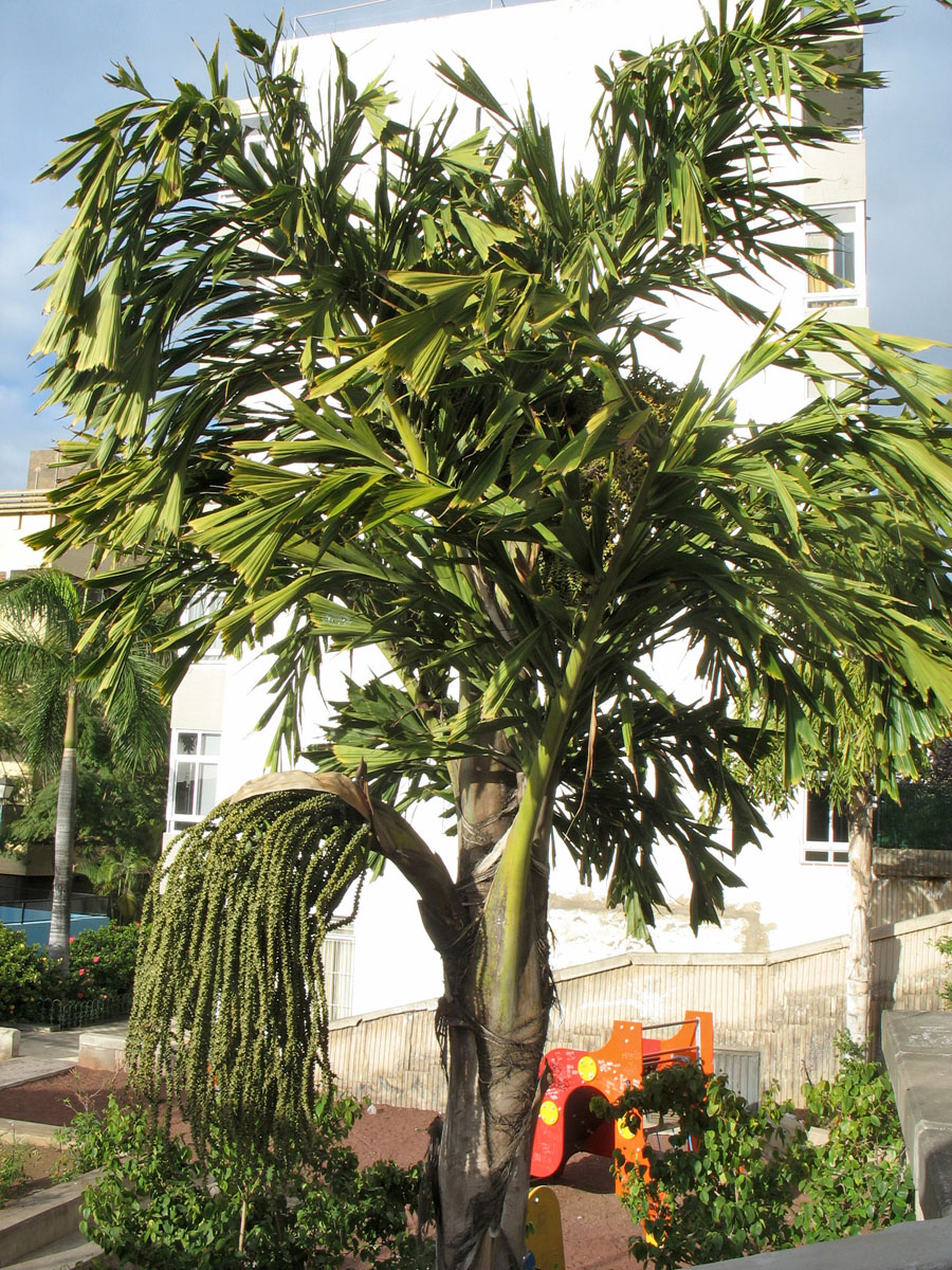Image of Caryota urens specimen.