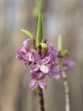 Image of taxon representative. Author is Роман Провидухин