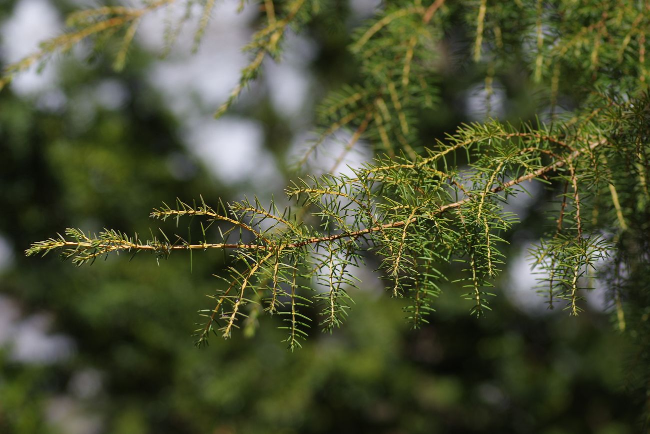 Image of Juniperus rigida specimen.