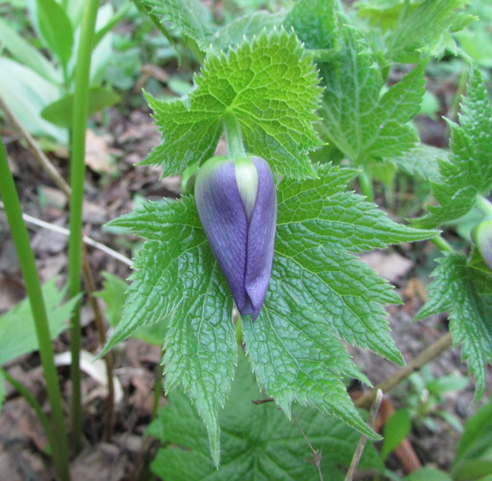 Изображение особи Glaucidium palmatum.