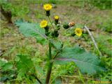 Sonchus oleraceus