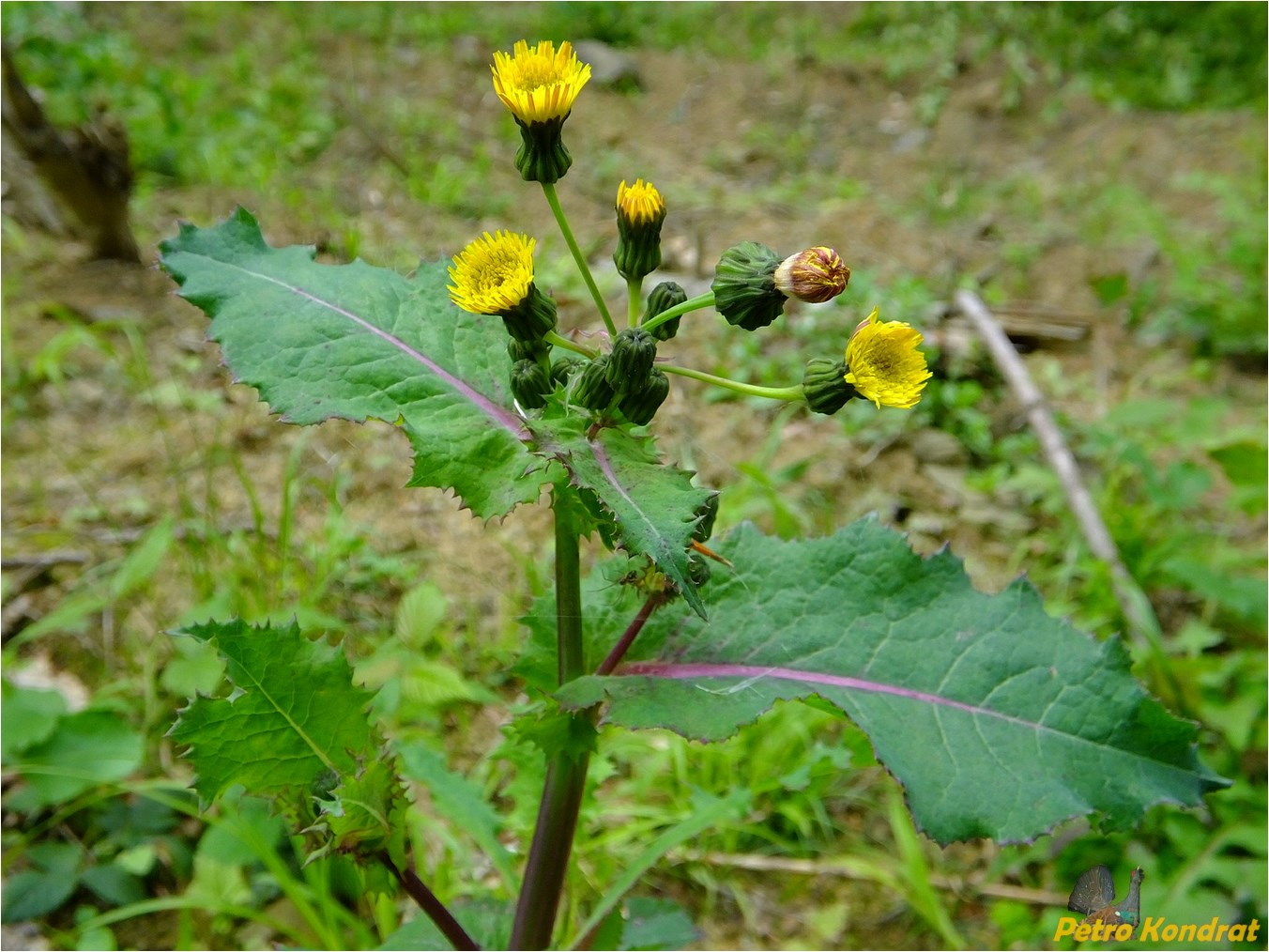 Изображение особи Sonchus oleraceus.