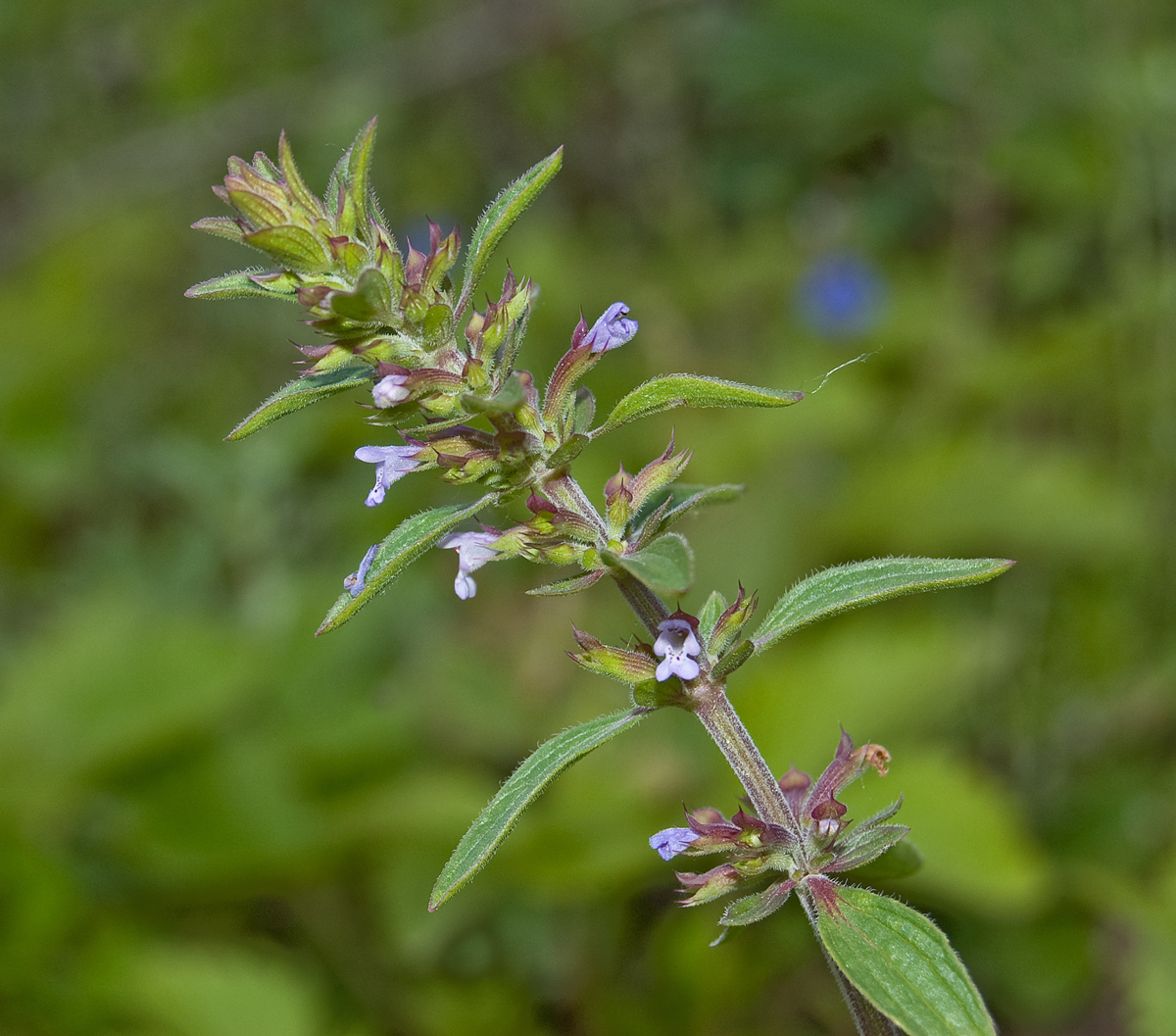 Изображение особи Dracocephalum thymiflorum.