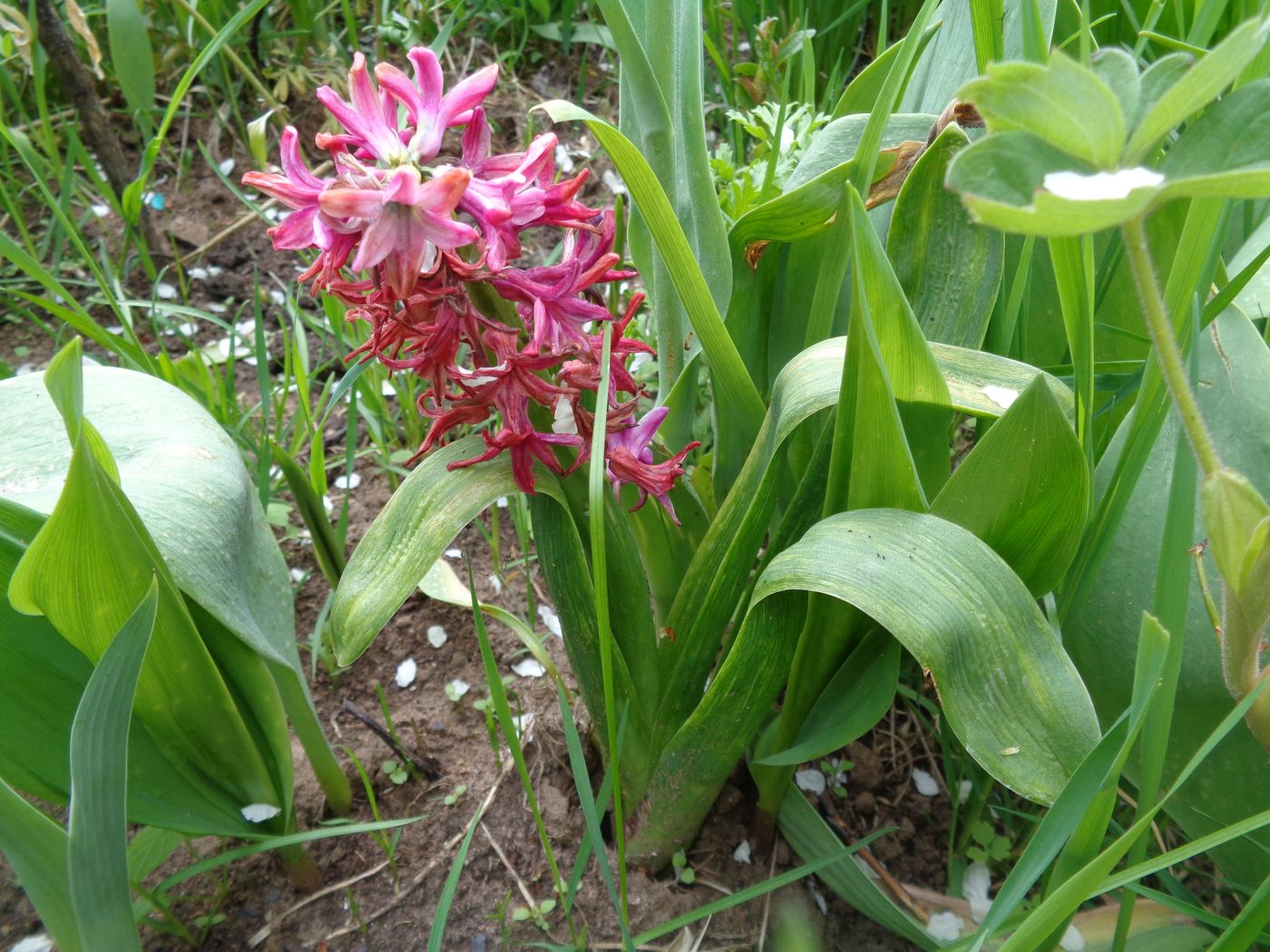 Изображение особи Hyacinthus orientalis.