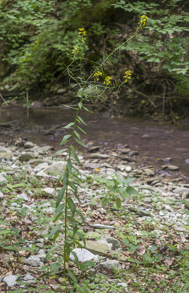 Image of Erysimum aureum specimen.