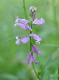 Polygala major