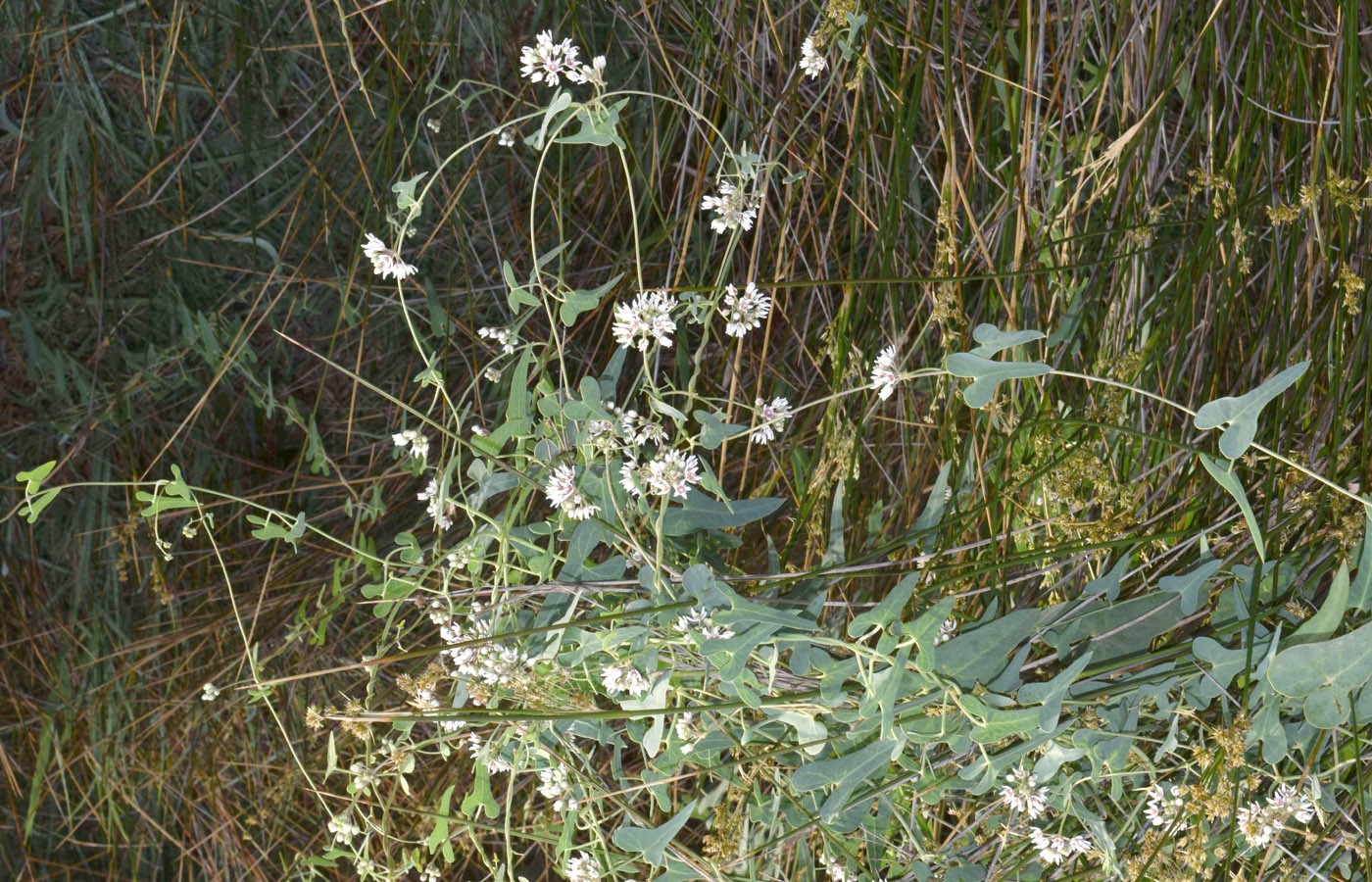 Image of Cynanchum sibiricum specimen.