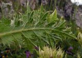 Cirsium obvallatum. Лист (нижняя сторона). Республика Адыгея, Майкопский р-н, Кавказский биосферный заповедник, плато Лаго-Наки, перевал Инструкторское Окно, выс. 2014 м н.у.м., субальпийский высокотравный луг. 28.07.2018.