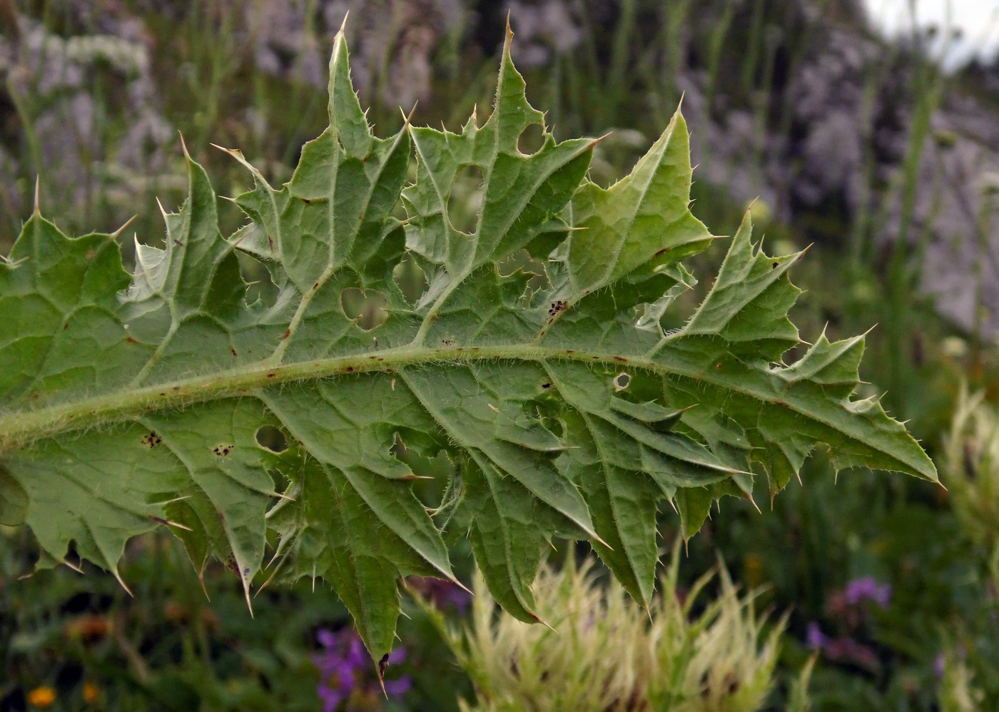 Изображение особи Cirsium obvallatum.