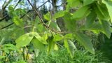 Acer griseum. Ветвь с соплодиями. Польша, г. Рогов, арборетум, в культуре. 29.05.2018.