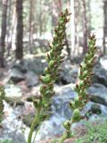 Goodyera repens