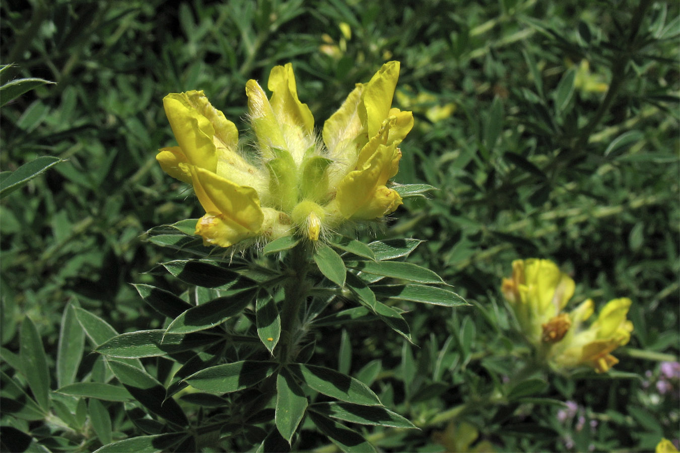 Image of Chamaecytisus rochelii specimen.