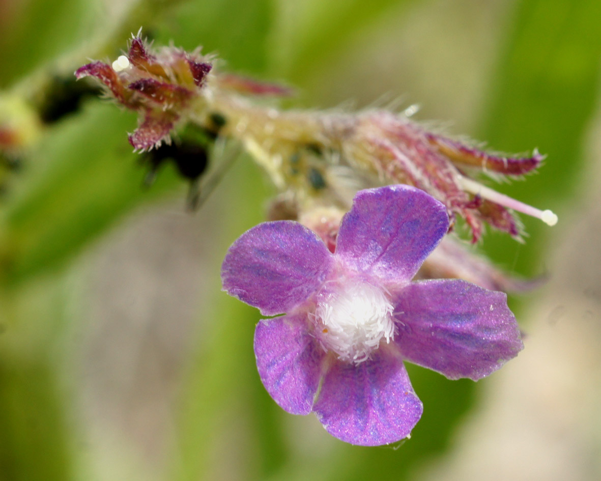 Image of Anchusa azurea specimen.