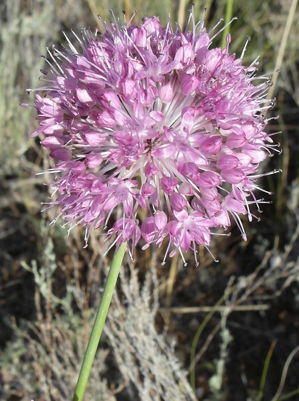 Image of Allium lineare specimen.