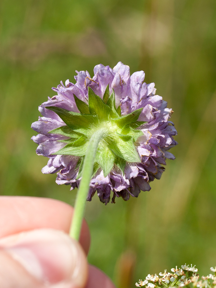 Image of Knautia arvensis specimen.