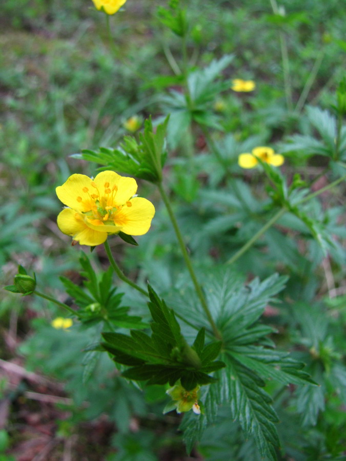 Изображение особи Potentilla erecta.