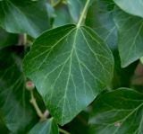 Hedera helix