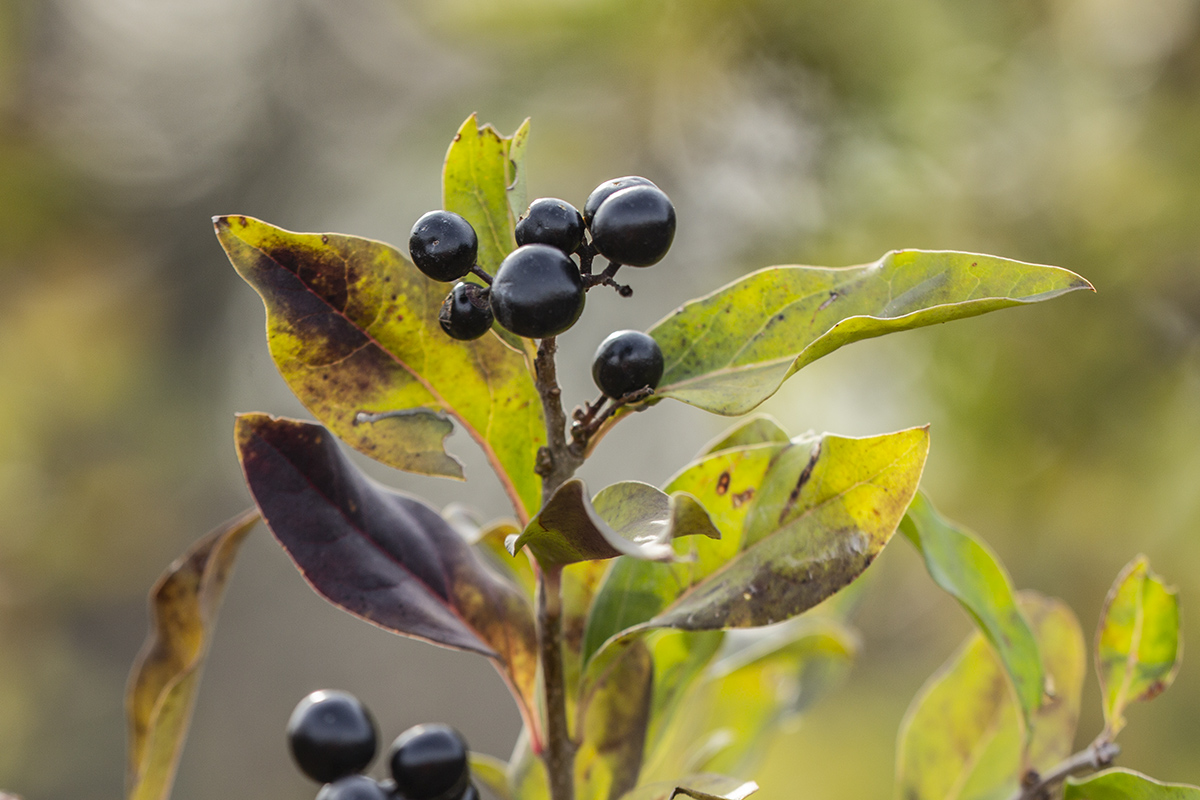 Image of Ligustrum vulgare specimen.