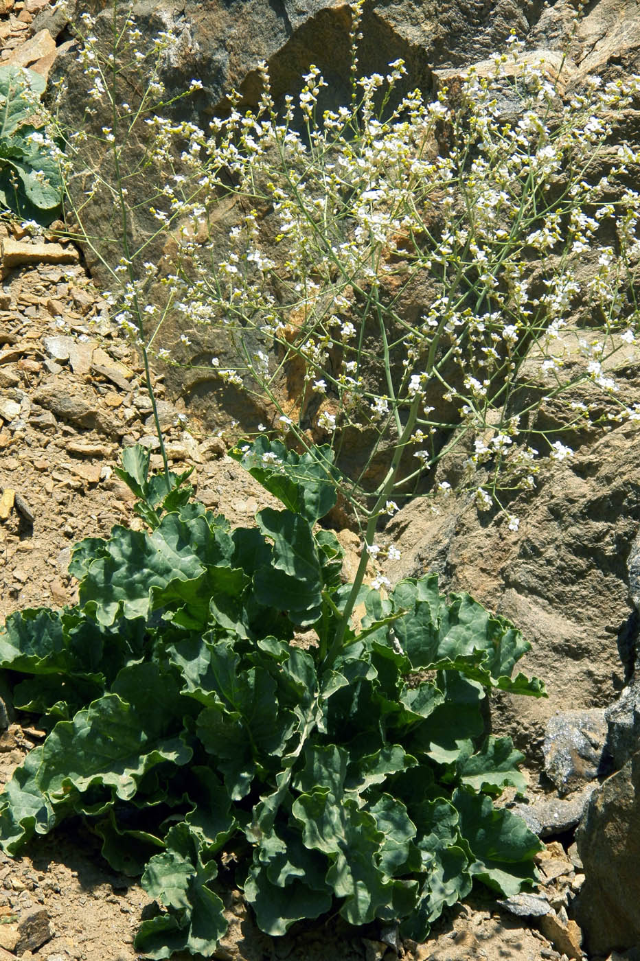 Image of Crambe schugnana specimen.