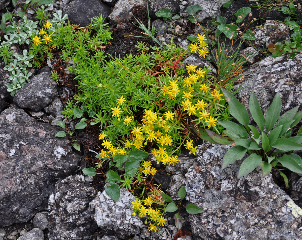 Изображение особи Saxifraga aizoides.